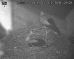 Capi_Dubne_20260603_012504.jpg