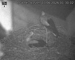 Capi_Dubne_20260603_013002.jpg