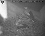 Capi_Dubne_20260603_020002.jpg