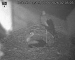 Capi_Dubne_20260603_020503.jpg