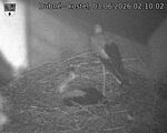 Capi_Dubne_20260603_021002.jpg