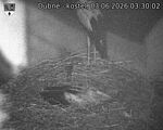 Capi_Dubne_20260603_033002.jpg