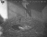 Capi_Dubne_20260603_034003.jpg