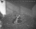 Capi_Dubne_20260603_040002.jpg