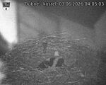 Capi_Dubne_20260603_040503.jpg