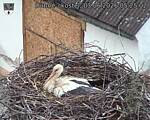 Capi_Dubne_20260603_052502.jpg