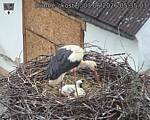 Capi_Dubne_20260603_053503.jpg