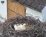 Capi_Dubne_20260603_054503.jpg