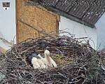 Capi_Dubne_20260603_055503.jpg