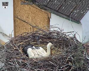 Capi_Dubne_20260603_060002.jpg (1350&nbsp;x&nbsp;1080)
