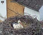 Capi_Dubne_20260603_060502.jpg