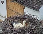 Capi_Dubne_20260603_061002.jpg