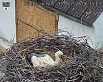 Capi_Dubne_20260603_061503.jpg
