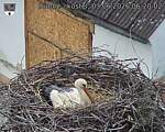 Capi_Dubne_20260603_062002.jpg