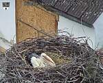 Capi_Dubne_20260603_062502.jpg