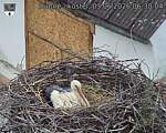 Capi_Dubne_20260603_063004.jpg