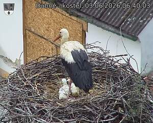 Capi_Dubne_20260603_064003.jpg (1350&nbsp;x&nbsp;1080)