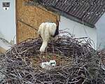 Capi_Dubne_20260603_064504.jpg