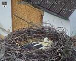 Capi_Dubne_20260603_070004.jpg