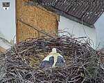 Capi_Dubne_20260603_073003.jpg