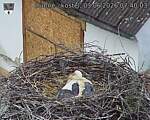 Capi_Dubne_20260603_074003.jpg
