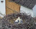Capi_Dubne_20260603_075003.jpg