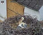 Capi_Dubne_20260603_075503.jpg