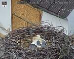 Capi_Dubne_20260603_080003.jpg