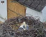Capi_Dubne_20260603_081003.jpg