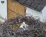 Capi_Dubne_20260603_081503.jpg