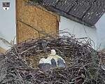 Capi_Dubne_20260603_083003.jpg