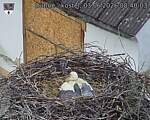 Capi_Dubne_20260603_084003.jpg