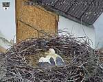 Capi_Dubne_20260603_085502.jpg