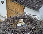 Capi_Dubne_20260603_090002.jpg