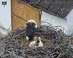 Capi_Dubne_20260603_090503.jpg