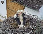 Capi_Dubne_20260603_092003.jpg