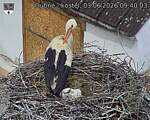 Capi_Dubne_20260603_094003.jpg
