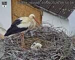 Capi_Dubne_20260603_095004.jpg