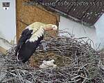 Capi_Dubne_20260603_095503.jpg