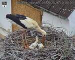 Capi_Dubne_20260603_100003.jpg