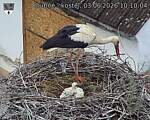 Capi_Dubne_20260603_101004.jpg