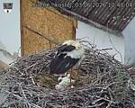 Capi_Dubne_20260603_104004.jpg