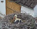 Capi_Dubne_20260603_110003.jpg
