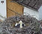 Capi_Dubne_20260603_112502.jpg