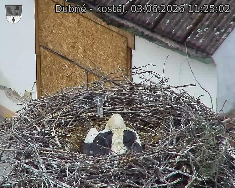 Capi_Dubne_20260603_112502.jpg (1350&nbsp;x&nbsp;1080)
