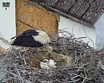 Capi_Dubne_20260603_113003.jpg