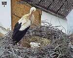 Capi_Dubne_20260603_114004.jpg