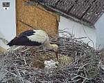 Capi_Dubne_20260603_115003.jpg