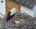 Capi_Dubne_20260603_115503.jpg
