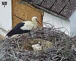 Capi_Dubne_20260603_120003.jpg